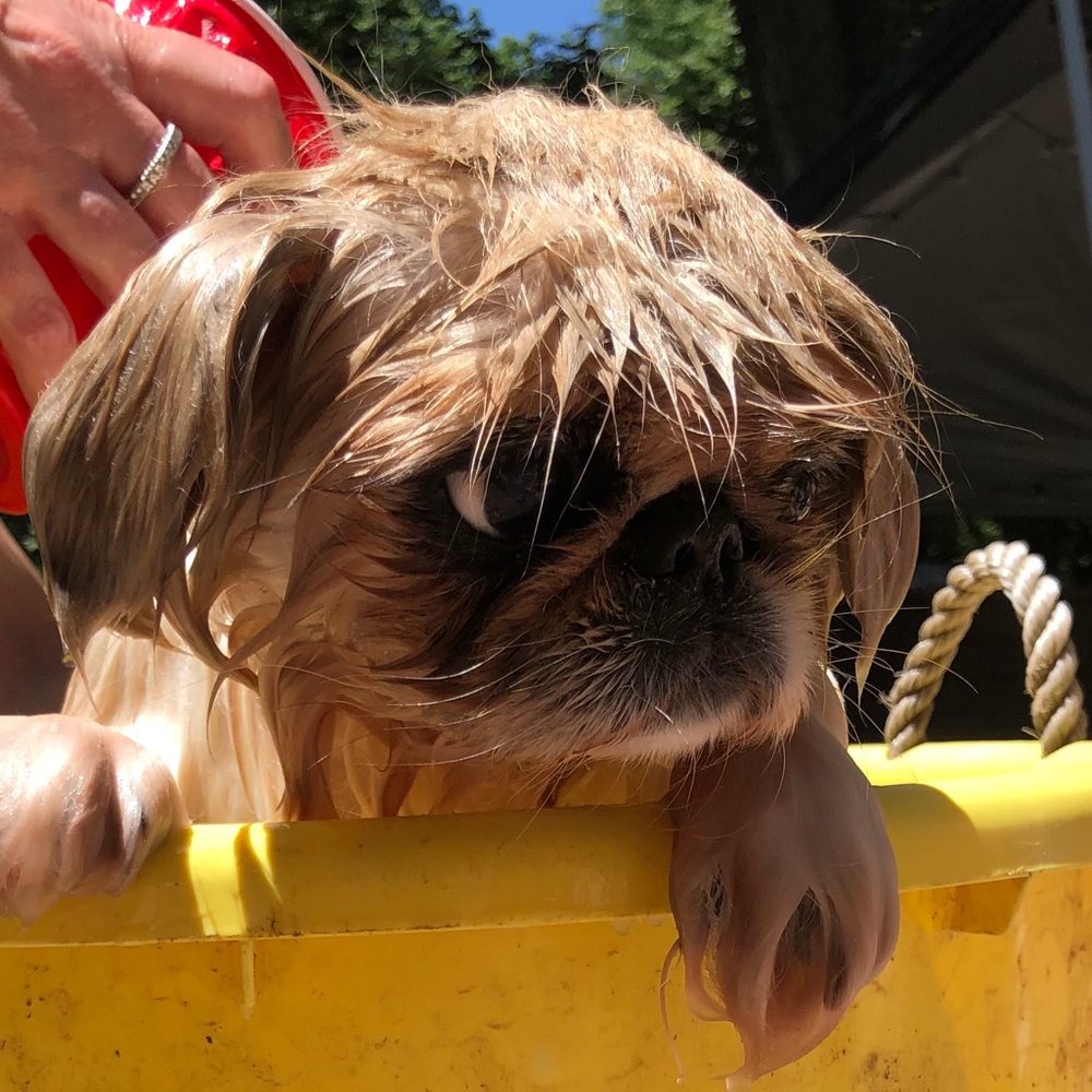 Meet your Posher, Debbie